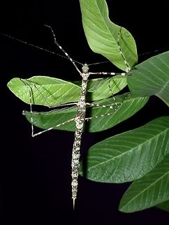 Stick Insect, Phasmid - Rhamphosipyloidea berenice Female Phasmid of the species Rhamphosipyloidea berenice. Phasmatodea,Phasmid,Philippines,Quezon,Rhamphosipyloidea berenice,Stick Insect