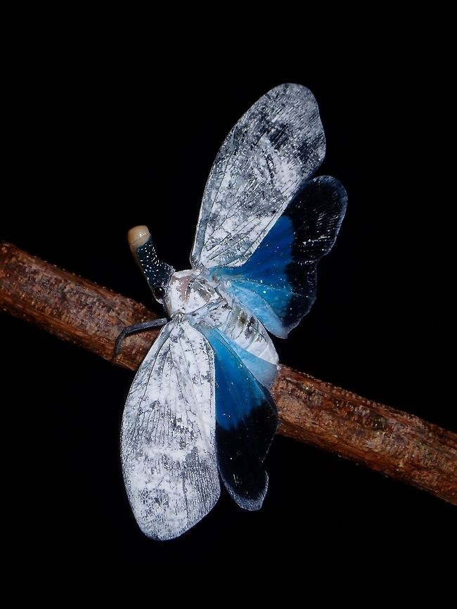 Lantern wings. Lantern Bug - Pyrops polillensis, its has wings that is covered in whitish powder and bluish tone. The snout, which is its extended mouth-part is blueish in colour on the top with tiny white spots and the tip is whitish colour. It opens its wings in defensive posture when touched, showing different shades of blue and black coloured underwings. Lantern Bug,Philippines,Pyrops,Pyrops polillensis,Quezon