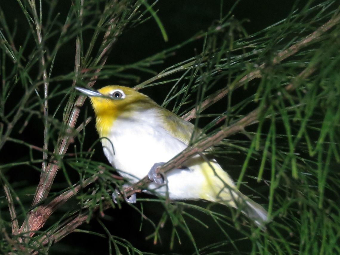 Lowland White-Eye - Zosterops meyeni                                 Bird,Lowland white-eye,Philippines,Quezon,Zosterops meyeni