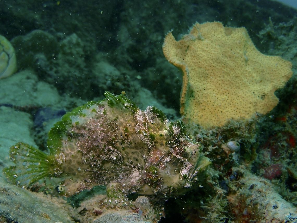 Marble-Mouthed Frogfish - Lophiocharon lithinostomus  Fish,Frogfish,Lophiocharon lithinostomus,Mabul,Malaysia,Marble-Mouthed Frogfish,Sabah