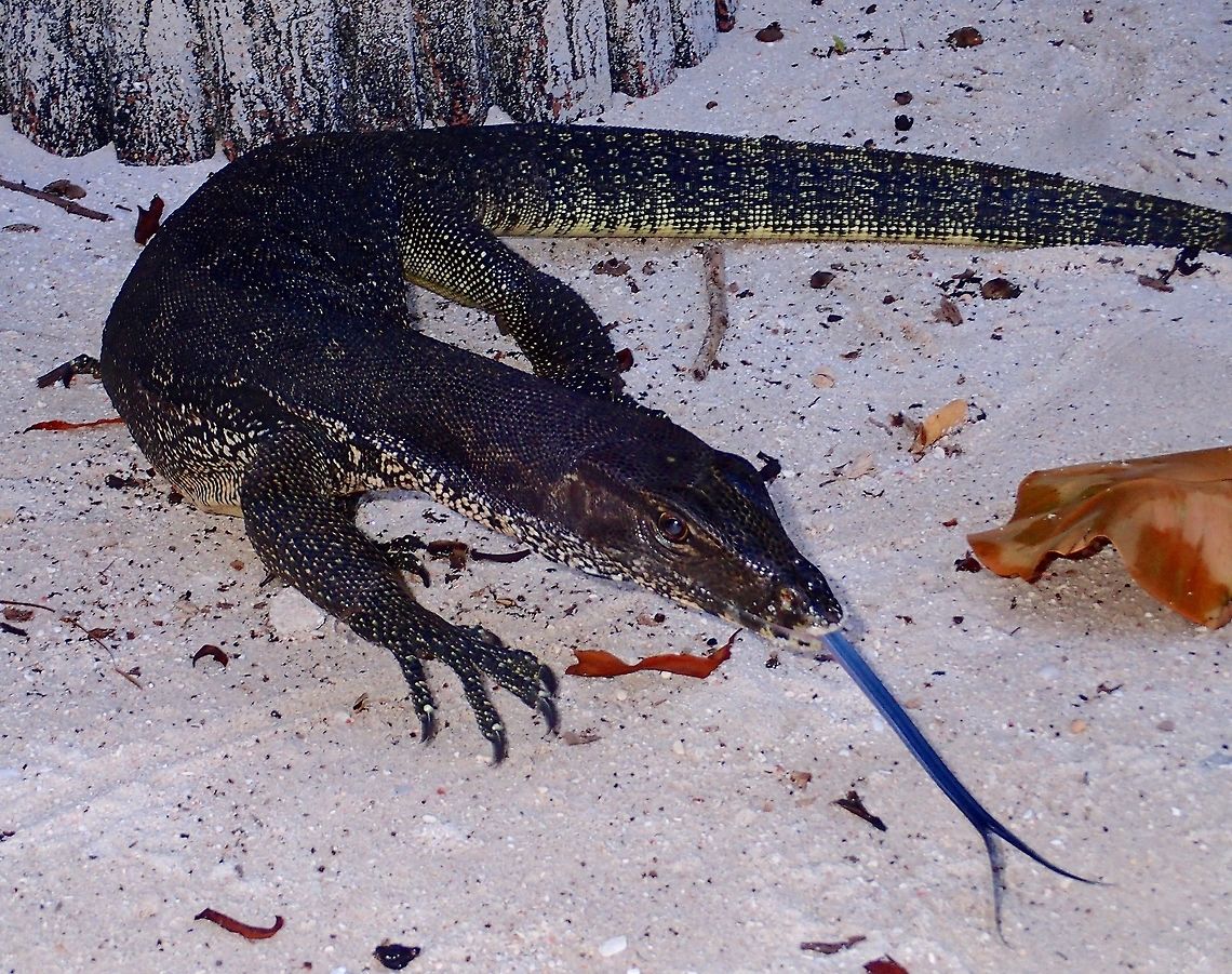 Malayan Water Monitor Lizard - Varanus salvator This was quite a large sized Water Monitor Lizard - Varanus salvator around 2 meters, including the tail.<br />
This is a small population of Water Monitor on the small island of Sipadan, they are quite used to visitors to the island as they sometimes approached the resting area and divers taking breaks may offer them food in the form of boiled eggs and sausages. Lizard,Malayan Water Monitor Lizard,Malaysia,Monitor Lizard,Sabah,Sipadan,Varanus salvator,Water Monitor