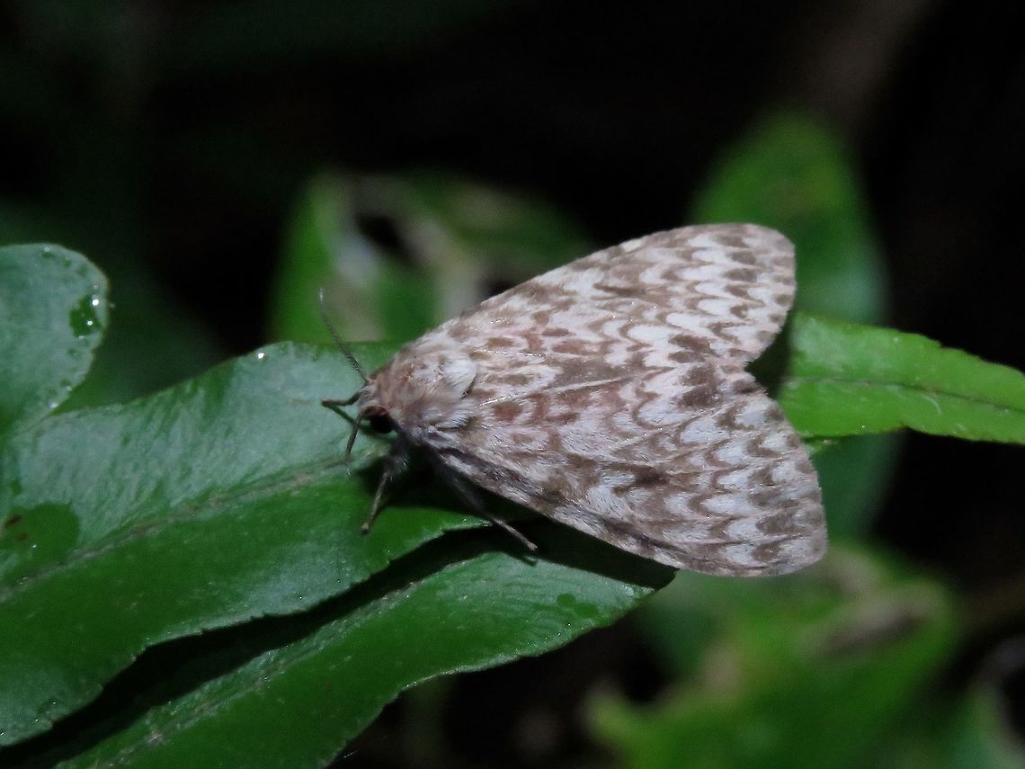 Erebid Moth - Lymantria sp.                                 Erebid Moth,Lymantria,Lymantria sp,Moth,Philippines,Quezon