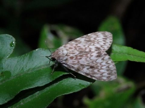 Erebid Moth - Lymantria sp.                                 Erebid Moth,Lymantria,Lymantria sp,Moth,Philippines,Quezon