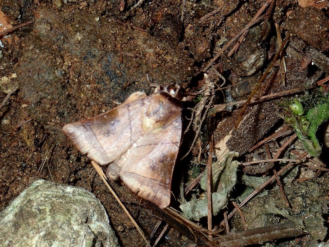 Nolid Moth - Diehlea sp.  Diehlea,Diehlea sp,Moth,Nolid Moth,Philippines,Quezon