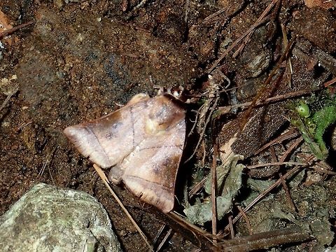 Nolid Moth - Diehlea sp.  Diehlea,Diehlea sp,Moth,Nolid Moth,Philippines,Quezon