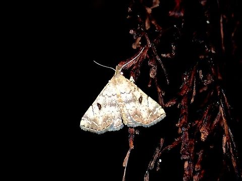 Erebid Moth  Erebid Moth,Moth,Philippines,Quezon
