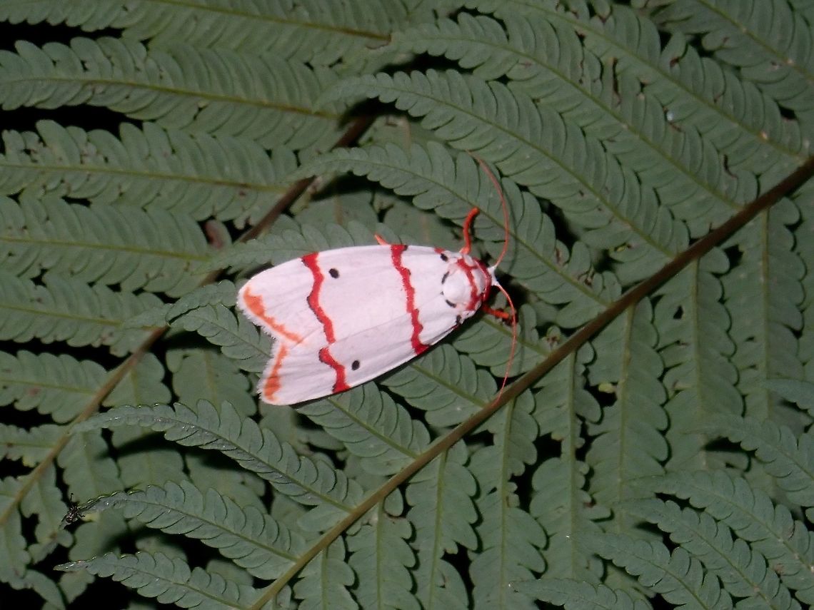 Erebid Moth - Cyana sp.  Cyana,Cyana sp,Erebid Moth,Moth,Philippines,Quezon