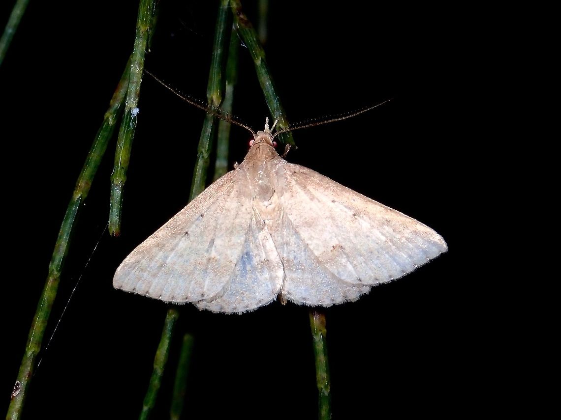 Moth  Moth,Philippines,Quezon