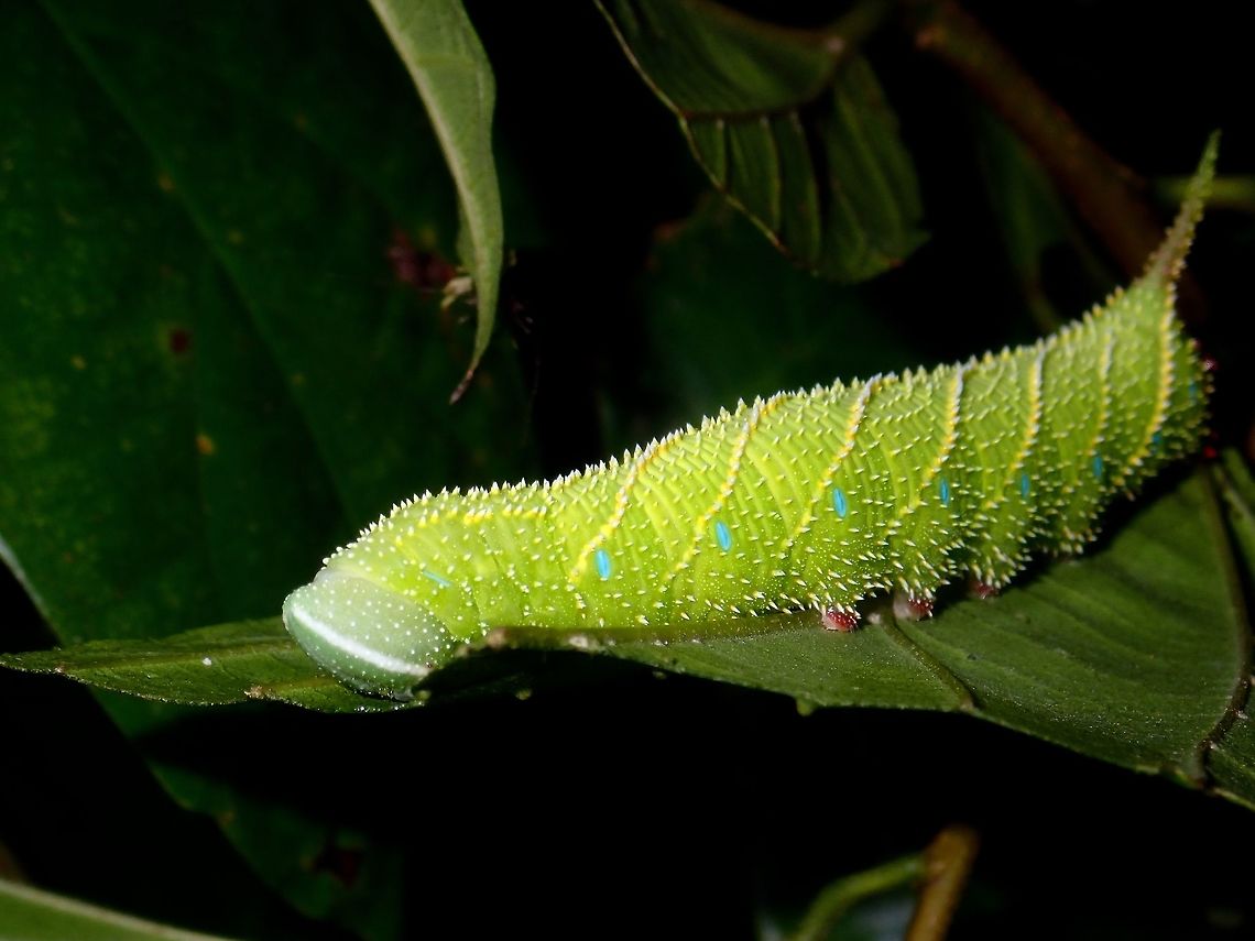 Caterpillar of Hawkmoth  Caterpillar,Hawkmoth,Philippine,Quezon