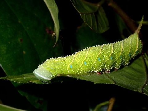 Caterpillar of Hawkmoth  Caterpillar,Hawkmoth,Philippine,Quezon