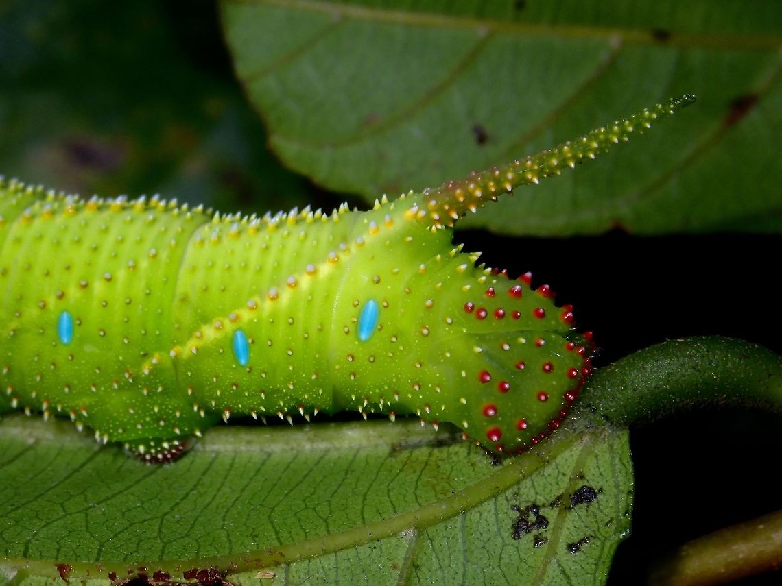 Unicorn Caterpillar Caterpillars of Hawkmoth has a distinctive 'horn' on the tail end of its body. Caterpillar,Hawkmoth,Moth,Philippines,Quezon