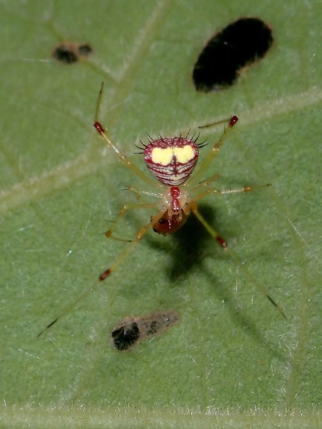 Comb-Footed Spider - Chrysso sp A tiny spider, around 3-4 mm in body size but is already an adult Spider.<br />
It has yellow spots/markings on its abdomen and lines/stripes of red with a row of spines at the end of its abdomen. Batangas,Chrysso,Chrysso sp,Comb-Footed Spider,Philippines,Spider