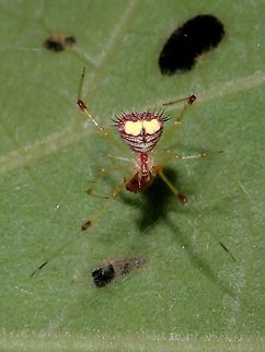 Comb-Footed Spider - Chrysso sp A tiny spider, around 3-4 mm in body size but is already an adult Spider.
It has yellow spots/markings on its abdomen and lines/stripes of red with a row of spines at the end of its abdomen. Batangas,Chrysso,Chrysso sp,Comb-Footed Spider,Philippines,Spider