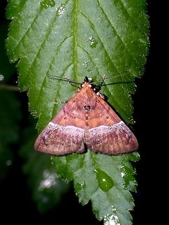 Erebid Moth - Euphiuche sp.  Batangas,Erebdi Moth,Euphiuche,Euphiuche sp,Lipa,Moth,Philippines