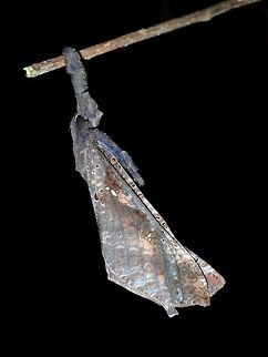 Hanging Found this Moth, perfectly camouflaged, hanging from its front legs on a dried twig, looking like a dead leaf.

This Moth is from the genus Endoclita. Batangas,Endoclita,Endoclita sp,Lipa,Moth,Philippines