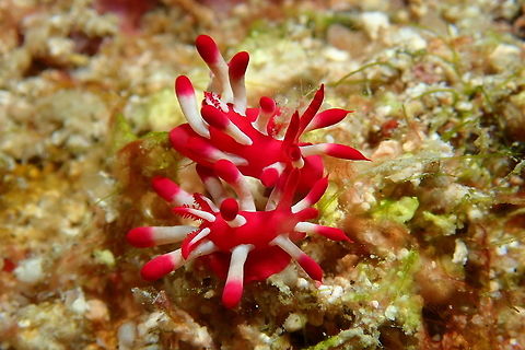 Pretty in Pink A pair of Nudibranch - Okenia nakamotoensis Mabul,Malaysia,Nudibranch,Okenia nakamotoensis,Sabah