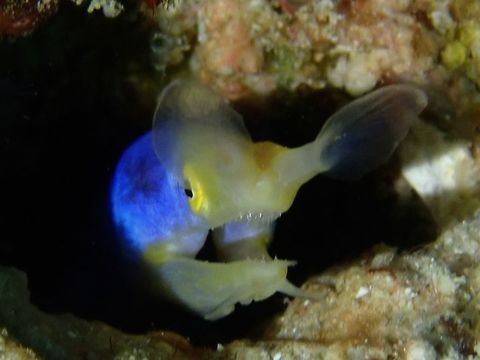 Blue Ribbon Eel - Rhinomuraena quaesita  Eel,Mabul,Malaysia,Rhinomuraena quaesita,Ribbon Eel,Sabah