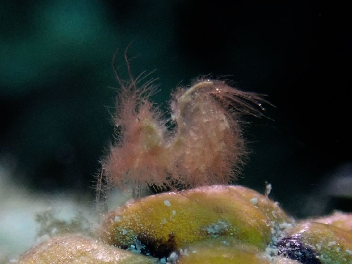 Hairy Shrimp - Phycocaris simulans This tiny Hairy Shrimp - Phycocaris simulans, around 3-4 mm in size, is carrying her eggs. Hairy Shrimp,Mabul,Malaysia,Phycocaris simulans,Sabah,Shrimp