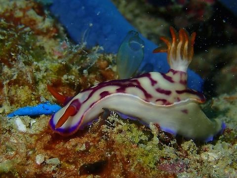 Nudibranch - Hypselodoris cerisae This Hypselodoris cerisae Nudibranch is newly described in Oct 2018. Hypselodoris,Hypselodoris cerisae,Hypselodoris sp,Mabul,Malaysia,Nudibranch,Sabah