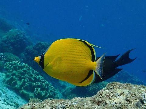 Dotted Butterflyfish - Chaetodon semeion Dotted Butterflyfish - Chaetodon semeion is yellow with horizontal rows of small black spots; blue marking on rear snout and nape; dorsal fin trails a thread-like filament. Butterflyfish,Chaetodon (Rabdophorus) semeion,Dotted Butterflyfish,Fish,Malaysia,Sabah,Sipadan