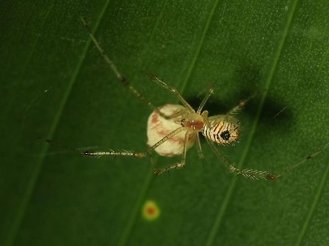 Comb-Footed Spider - Chrysso sp A tiny Spider around 3-4 mm, but its an adult as its carrying its egg pouch. Chrysso,Chrysso sp,Comb-Footed Spider,Malaysia,Sabah,Spider