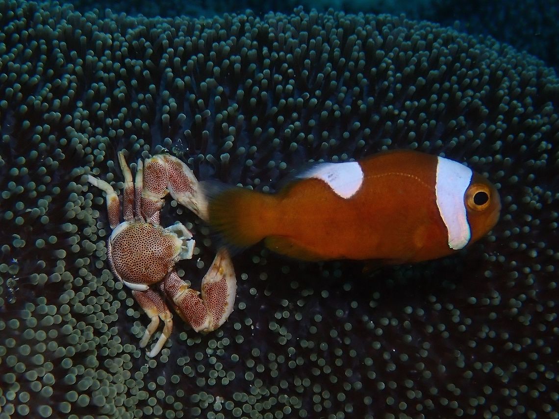 I got your tails! This Porcelain Crabs is around 2-3 cm in adult size, white base with brown markings with spots. They are usually found living among anemones, sharing the anemone host with Clownfishes. There is a commensal relationship between the Crabs and the Clownfishes, but not sure in what way they benefited each other. Cebu,Crab,Malapascua,Neopetrolisthes maculatus,Philippines,Porcelain Crab,Spotted Porcelain Crab