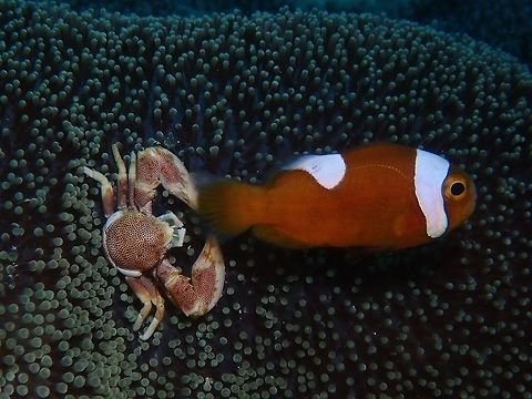 I got your tails! This Porcelain Crabs is around 2-3 cm in adult size, white base with brown markings with spots. They are usually found living among anemones, sharing the anemone host with Clownfishes. There is a commensal relationship between the Crabs and the Clownfishes, but not sure in what way they benefited each other. Cebu,Crab,Malapascua,Neopetrolisthes maculatus,Philippines,Porcelain Crab,Spotted Porcelain Crab