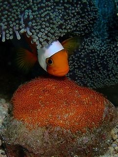 This are my Eggs! The Saddleback Anemoefish usually has varying amounts of black to dark brown and yellow orange appearance but also has the more orange variation as shown in this pictures. Anemonefishes in general lays their eggs on substrates (rocks and even coconut shells) which the male will 'collect' and brings to next to their Anemone host. The female will then lays her eggs, which will then be fertilised by the 'strongest' male that brings back that 'rock'. They will then, together with the other Anemonefishes in their colony take turns to take care of the eggs by 'airing' the eggs to aerate and clean them by using their mouth and also their pectoral fins. Amphiprion polymnus,Anemonefish,Cebu,Clownfish,Fish,Malapascua,Philippines,Saddleback clownfish