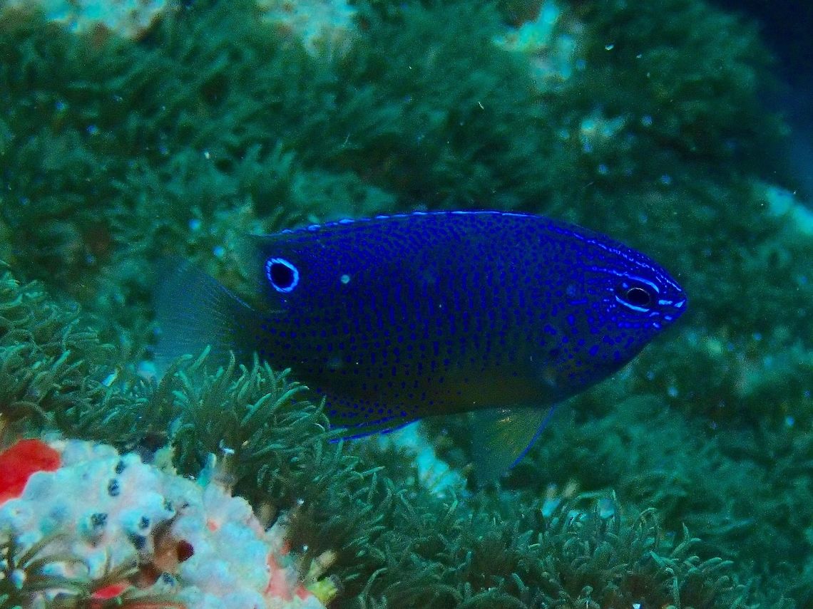 Juvenile Burrough's Damsel - Pomacentrus burroughi Juvenile phase of Burrough&#039;s Damsel - Pomacentrus burroughi, dark gray, nearly black with royal blue spots on head and scale streaks on back, tail pale to translucent; ocellated spot on rear dorsal fin. Burrough's Damsel,Cebu,Damselfish,Fish,Malapascua,Philippines,Pomacentrus burroughi