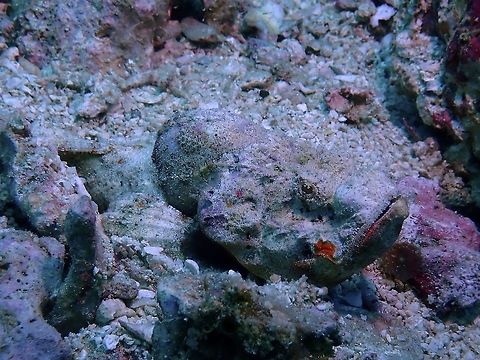 I'm a Stone  Cebu,Devil scorpionfish,Fish,Malapascua,Philippines,Scorpaenopsis diabolus,Scorpionfish
