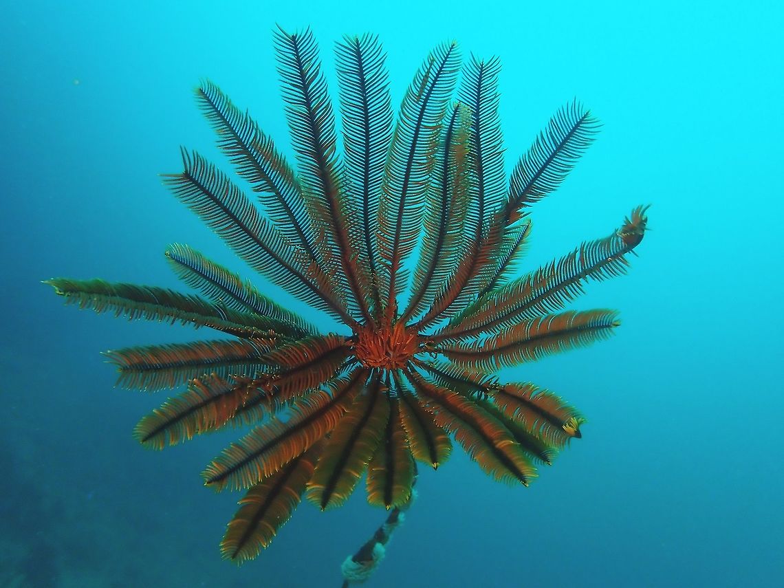 Crinoid - Himerometra robustipinna Crinoid - Himerometra robustipinna, sometimes known as Featherstars.  The name comes from the Greek word krinon, &quot;a lily&quot;, and eidos, &quot;form&quot;.  They usually host other small critters like shrimps, squat lobsters and clingfishes. Cebu,Crinoid,Himerometra robustipinna,Malapascua,Philippines