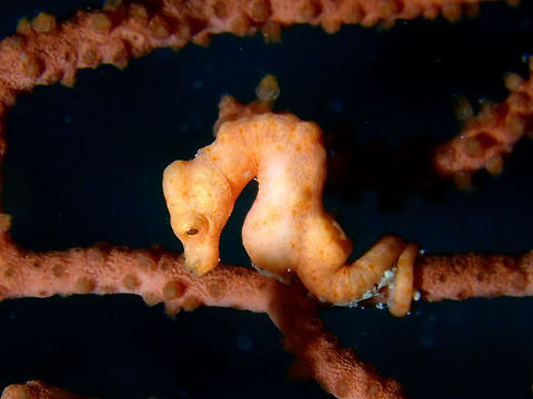 Denise's Pygmy Seahorse - Hippocampus denise First time to see this Denise's Pygmy Seahorse - Hippocampus denise in Malaysia. Denises pygmy seahorse,Hippocampus denise,Mabul,Malaysia,Pygmy Seahorse,Sabah,Seahorse