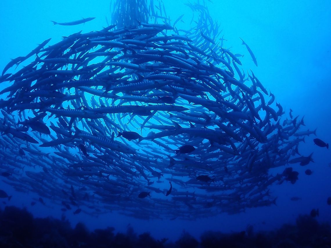 Tornado Blackfin Barracuda, also known as Chevron Barracuda are usually found in big schools and when the current is just right (minimal), they can also be found in a &#039;tornado-like&#039; formation, swimming in circles. This can be quite a sight especially when the schools are in the tens of thousands. Barracuda,Blackfin barracuda,Chevron Barracuda,Fish,Malaysia,Sabah,Sipadan,Sphyraena qenie
