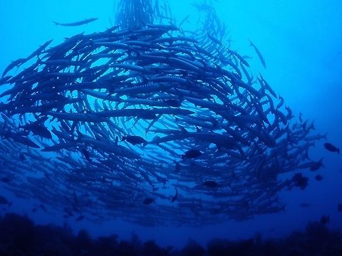 Tornado Blackfin Barracuda, also known as Chevron Barracuda are usually found in big schools and when the current is just right (minimal), they can also be found in a 'tornado-like' formation, swimming in circles. This can be quite a sight especially when the schools are in the tens of thousands. Barracuda,Blackfin barracuda,Chevron Barracuda,Fish,Malaysia,Sabah,Sipadan,Sphyraena qenie