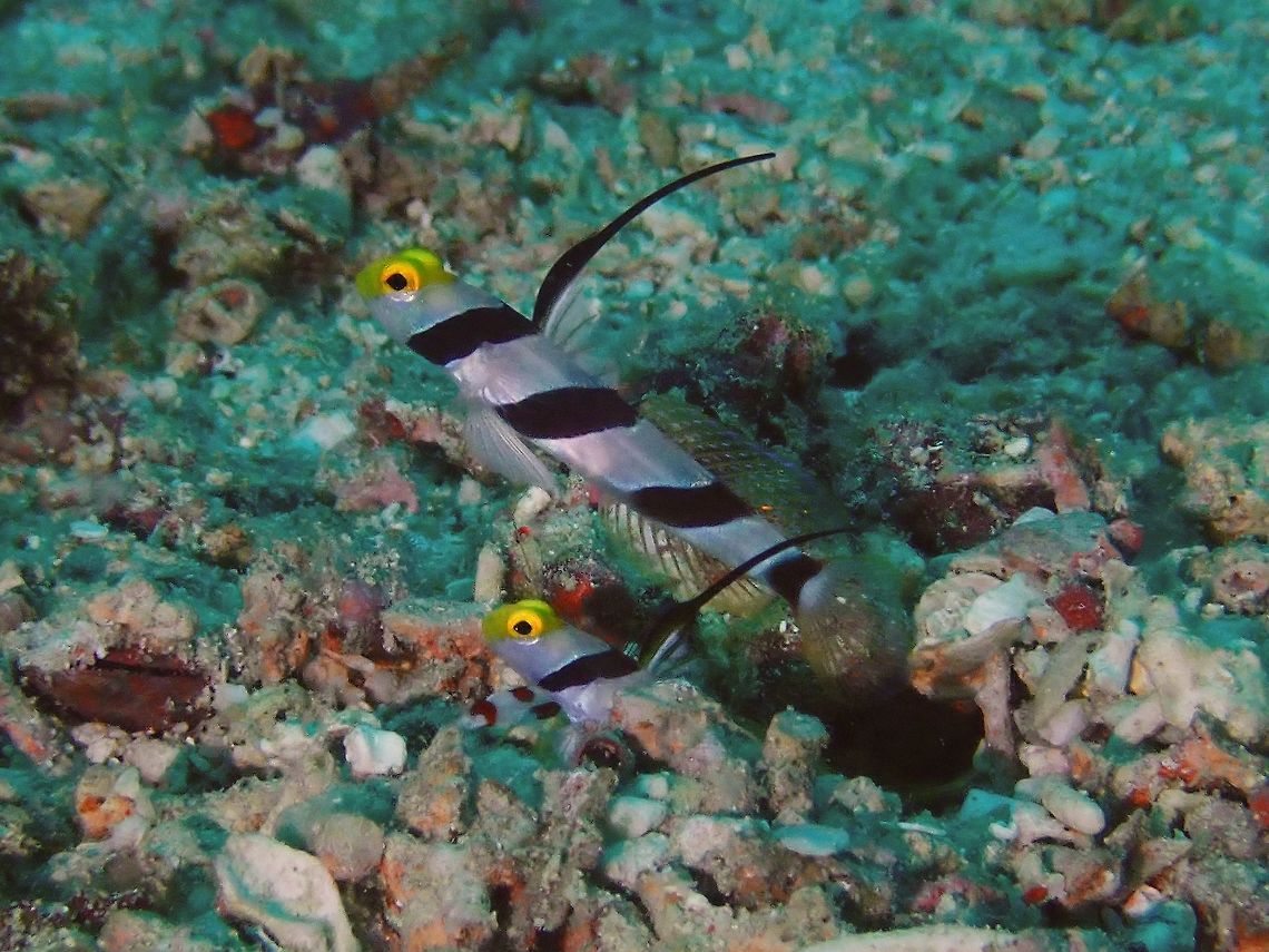 Yellownose Shrimpgoby - Stonogobiops xanthorhinica Yellownose Shrimpgoby - Stonogobiops xanthorhinica are white with yellow snout and 4 black bands; sail-like 1st dorsal fin; often with black rear border extending from 2nd band. Usually found in pairs, sharing burrow with Alpheid Shrimp. They live in commensal with the Alpheid Shrimps, which are blind. The Shrimps do the house keeping of their burrows by cleaning and clearing rubbles/stones from their burrows. As they are blind, they rely on the Gobies, in this case the Yellownose Shrimpgoby to give them signals with their tails, when it is safe to come out of the burrow or to quickly get back into the burrow for safety. Black-ray goby,Fish,Goby,Mabul,Malaysia,Sabah,Shrimpgoby,Stonogobiops nematodes,Stonogobiops xanthorhinica,Yellownose Shrimpgoby
