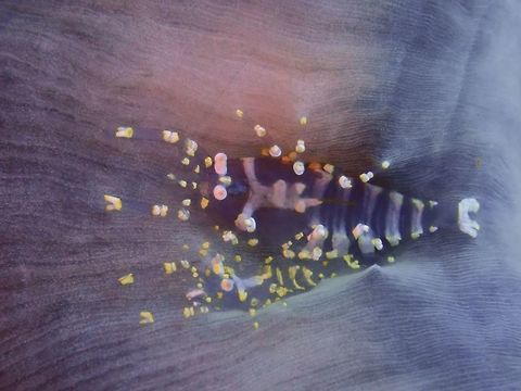 One or Two? A pair of Ghost Shrimp - Piopontonia furtiva Ghost Shrimp,Mabul,Malaysia,Pliopontonia furtiva,Sabah,Shrimp