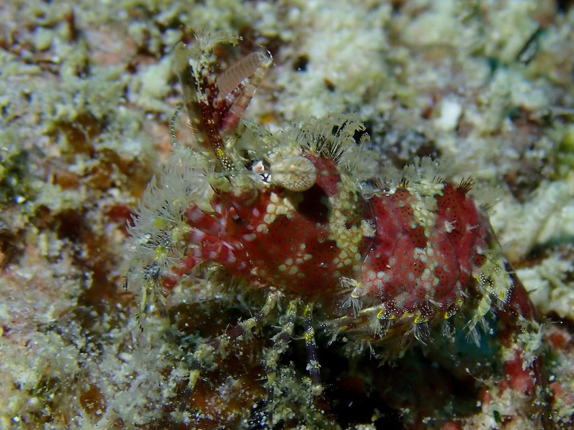 Marble Shrimp - Saron marmoratus  Common Marble Shrimp,Mabul,Malaysia,Sabah,Saron marmoratus,Shrimp