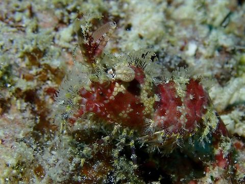 Marble Shrimp - Saron marmoratus  Common Marble Shrimp,Mabul,Malaysia,Sabah,Saron marmoratus,Shrimp