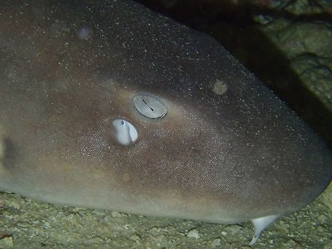 Rough skin! Close-up of the face of a Nurse Shark - Ginglymostoma cirratum, can see that the surface of the skin is actually rough, like sand paper. Fish,Ginglymostoma cirratum,Mabul,Malaysia,Nurse shark,Sabah,Shark