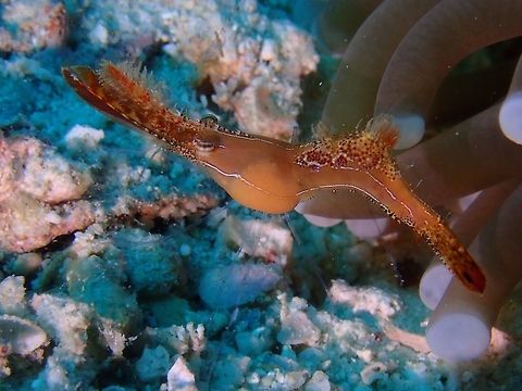 Carrying Parasite This Plumetail Shrimp - Leander Plumosus, also fondly known as Donald Duck Shrimp has a swelling on the left side of its face, which is actually some parasites. Donal Duck Shrimp,Leander Plumosus,Mabul,Malaysia,Sabah,Shrimp