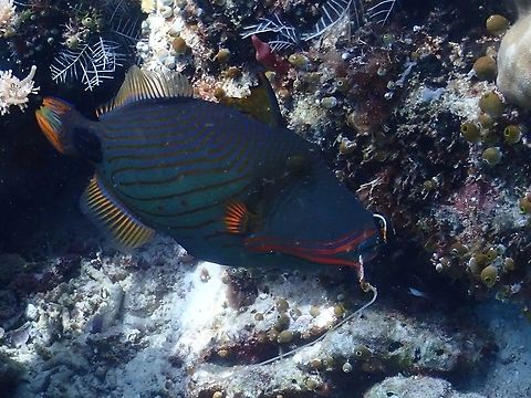 Hooked! :( This Orange-Lined Triggerfish - Balistapus undulatus escaped death but unfortunately, the fishing hook is stuck to its mouth.  It is unfortunate because Sipadan Island is a very remote and protected island whereby, fishing is totally not allowed, this goes to show someone has been fishing at the protected island! :( Balistapus undulatus,Fish,Malaysia,Orange-lined Triggerfish,Sabah,Sipadan,Triggerfish