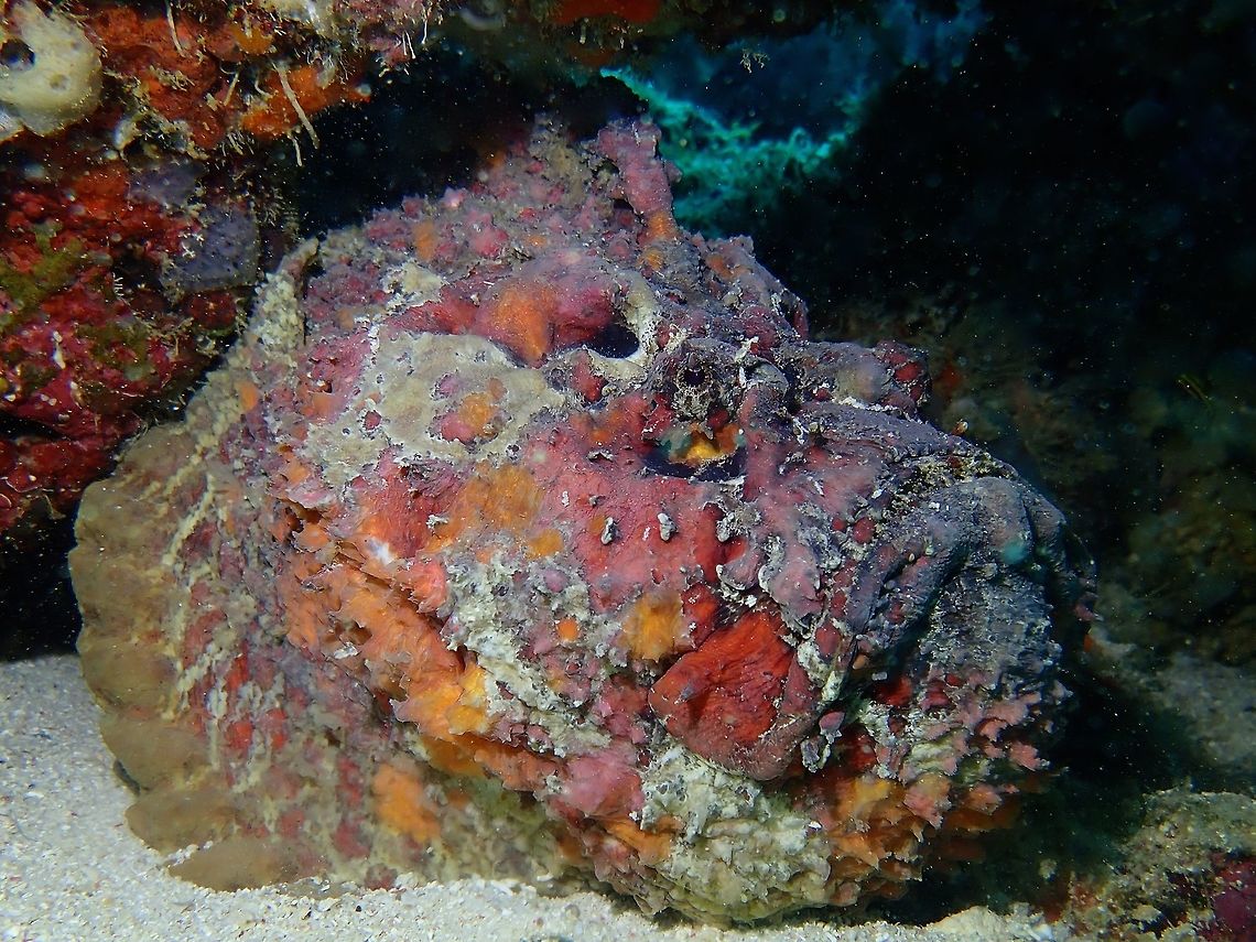 Ugly but delicious This ugly looking Reef Stonefish - Synanceia verrucosa has venomous spines but edible, and actually taste very good!<br />
With the influx of Chinese tourists to Mabul/Sipadan Island, the demand for fresh seafood has increased tremendously.  Up to 3 years ago, this Stonefishes were hardly caught for fresh seafood, but of late, it has become a highly sought item and the I have noticed, the catch has become smaller and smaller. Fish,Mabul,Malaysia,Reef Stonefish,Sabah,Stonefish,Synanceia verrucosa
