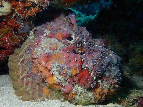 Ugly but delicious This ugly looking Reef Stonefish - Synanceia verrucosa has venomous spines but edible, and actually taste very good!
With the influx of Chinese tourists to Mabul/Sipadan Island, the demand for fresh seafood has increased tremendously.  Up to 3 years ago, this Stonefishes were hardly caught for fresh seafood, but of late, it has become a highly sought item and the I have noticed, the catch has become smaller and smaller. Fish,Mabul,Malaysia,Reef Stonefish,Sabah,Stonefish,Synanceia verrucosa