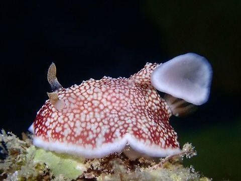 I have something extra :D This Goniobranchus reticulatus Nudibranch has an appendage on top of its body. Goniobranchus reticulatus,Mabul,Malaysia,Nudibranch,Sabah
