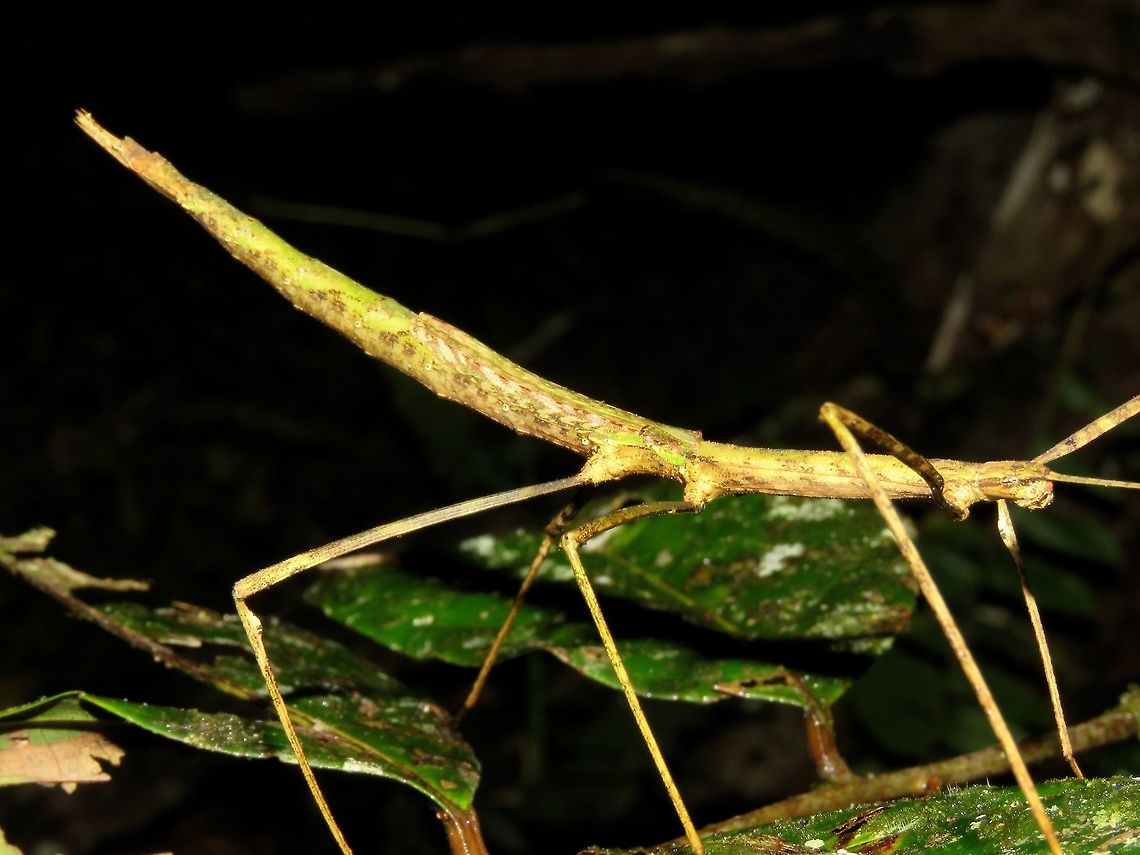 Stick Insect, Phasmid - Laevediacantha isaaceni Female Phasmid of the species - Laevediacantha isaaceni. Laevediacantha isaaceni,Malaysia,Phasmatodea,Phasmid,Sabah,Stick Insect,Tawau