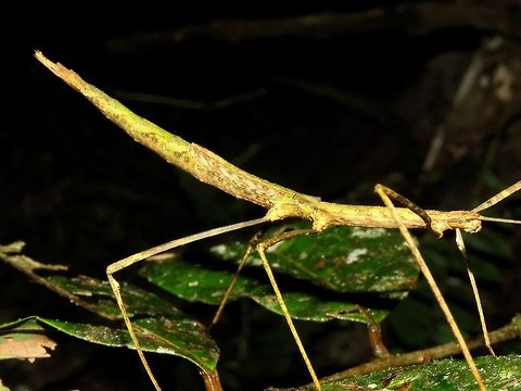 Stick Insect, Phasmid - Laevediacantha isaaceni Female Phasmid of the species - Laevediacantha isaaceni. Laevediacantha isaaceni,Malaysia,Phasmatodea,Phasmid,Sabah,Stick Insect,Tawau
