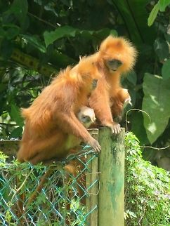 Comparing baby notes 2 Female Red Leaf Monkeys - Presbytis rubicunda with their babies. Malaysia,Maroon Leaf Monkey,Monkey,Presbytis rubicunda,Red Leaf Monkey,Sabah,Tawau