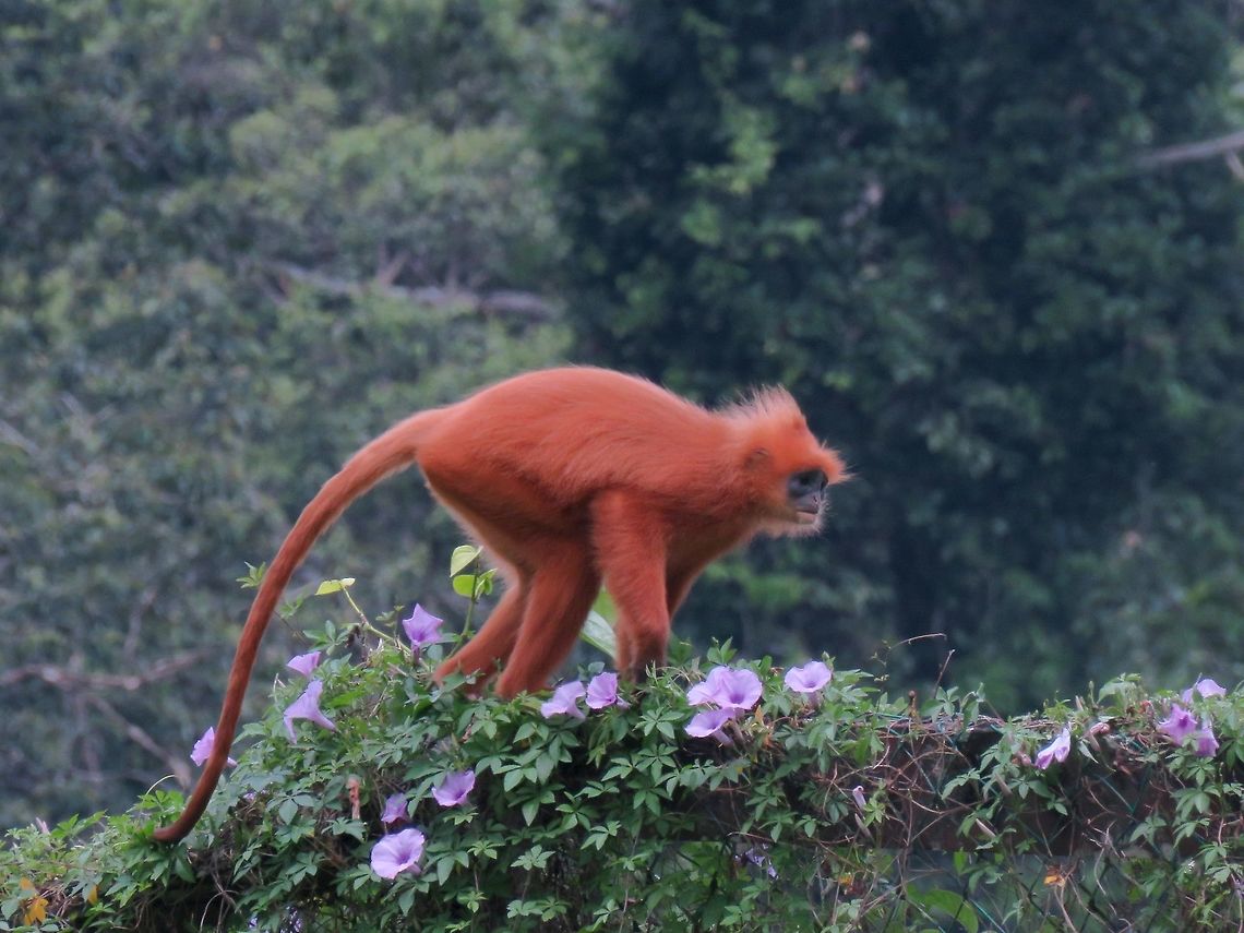Running the fence A male Red Leaf Monkey - Presbytis rubicunda running on top of a fence covered with climber plants. Malaysia,Maroon Leaf Monkey,Monkey,Presbytis rubicunda,Red Leaf Monkey,Sabah,Tawau