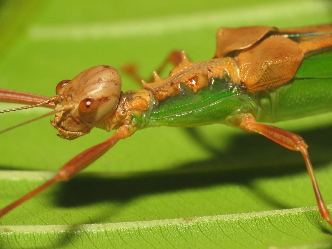 Alien Face Second time to come across this Phasmid - Kalocorinnis wegneri and equally taken aback by her beauty :) Kalocorinnis wegneri,Malaysia,Phasmatodea,Phasmid,Sabah,Stick insects