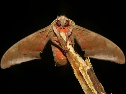 I'm staring at you! Hawk Moth Hawk Moth,Malaysia,Moth,Sabah,Tawau